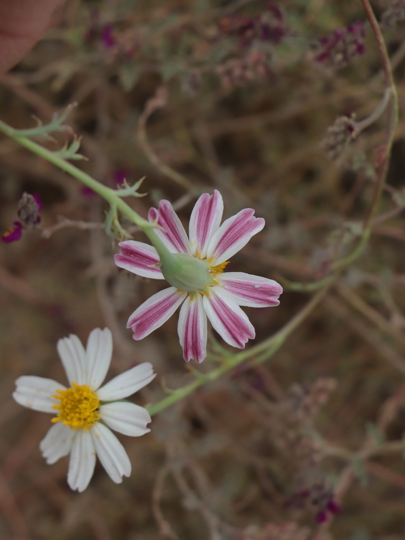 Nicolletia trifida photo 2
