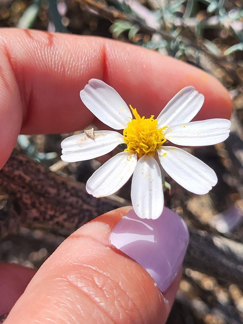 Nicolletia trifida photo 3