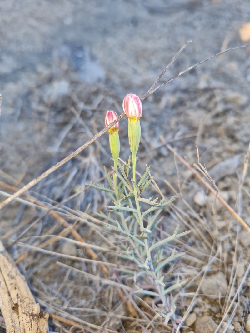 Nicolletia trifida photo 5