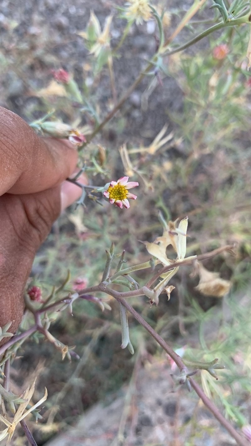 Nicolletia trifida photo 6
