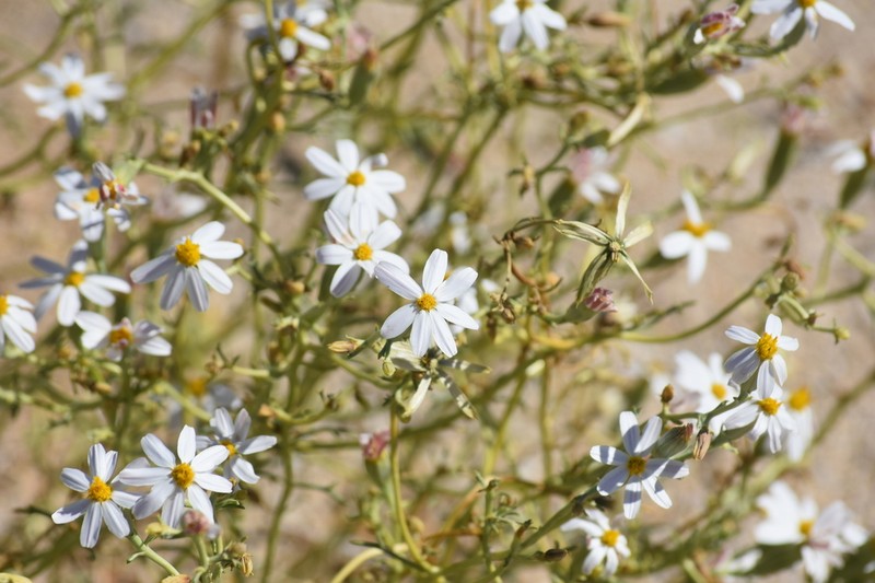 Nicolletia trifida photo 8