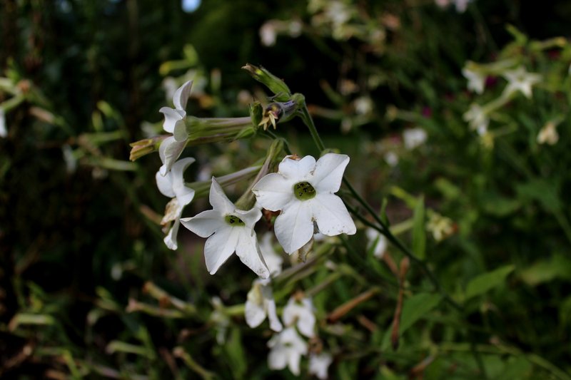 Jasmine Tobacco photo 5