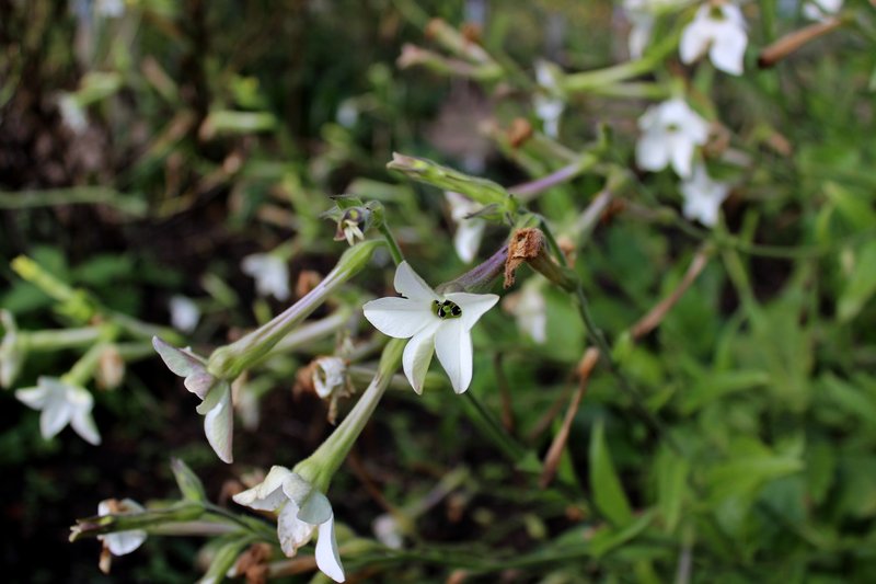 Jasmine Tobacco photo 6