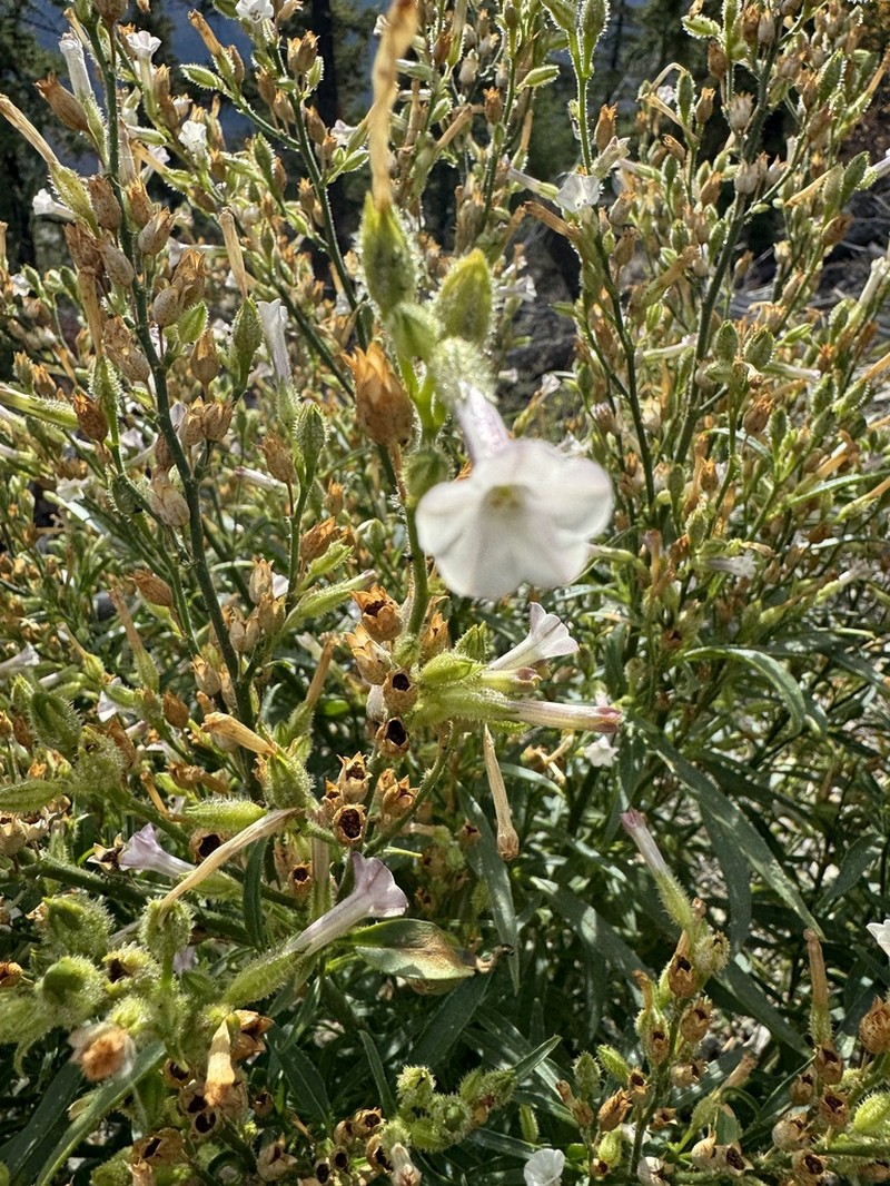 Coyote Tobacco photo 3