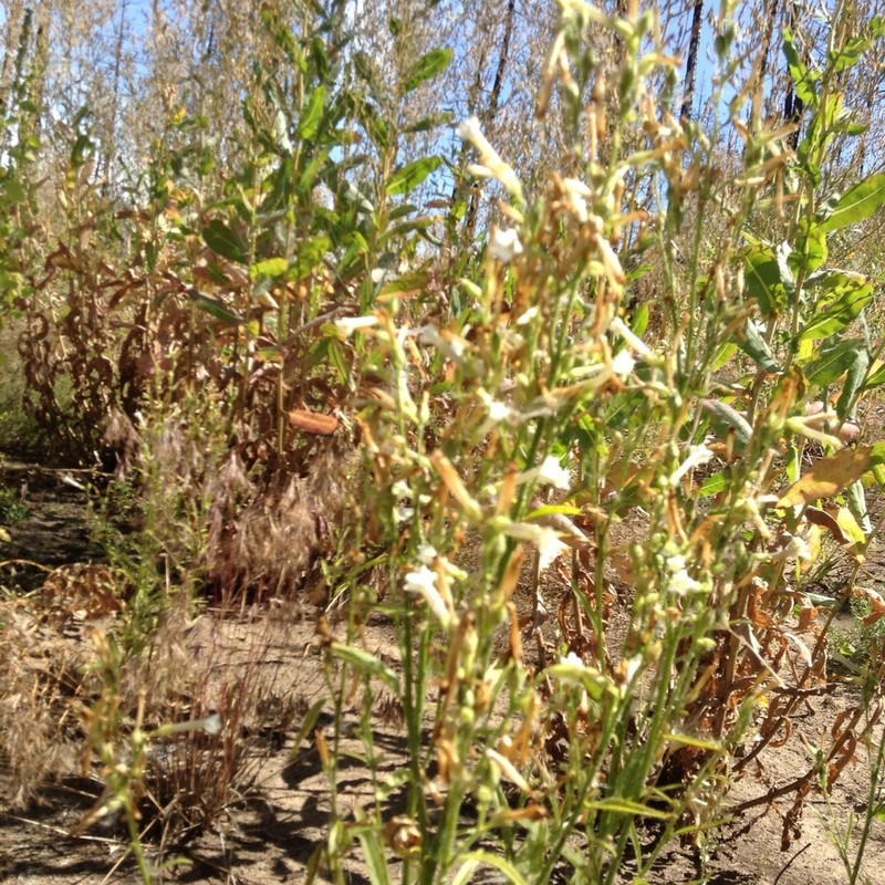 Coyote Tobacco photo 5