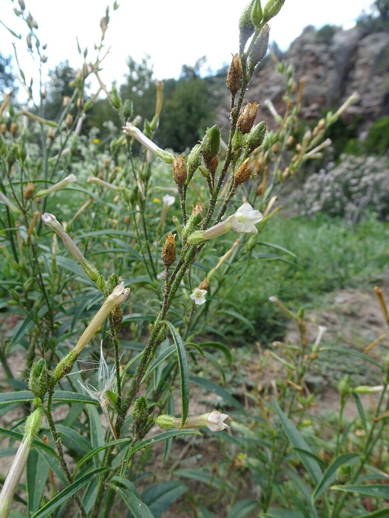 Coyote Tobacco photo 6