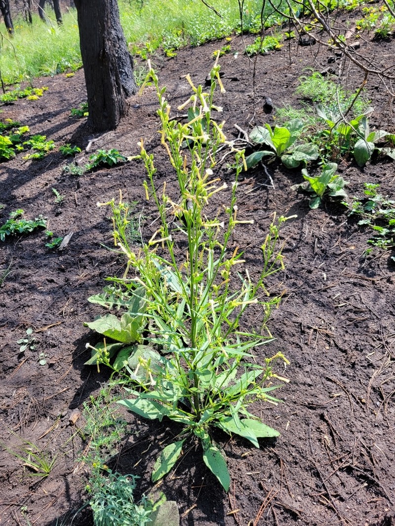 Coyote Tobacco photo 7