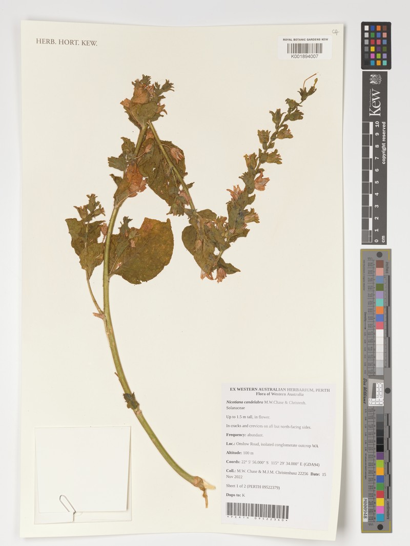 Nicotiana candelabra photo 3