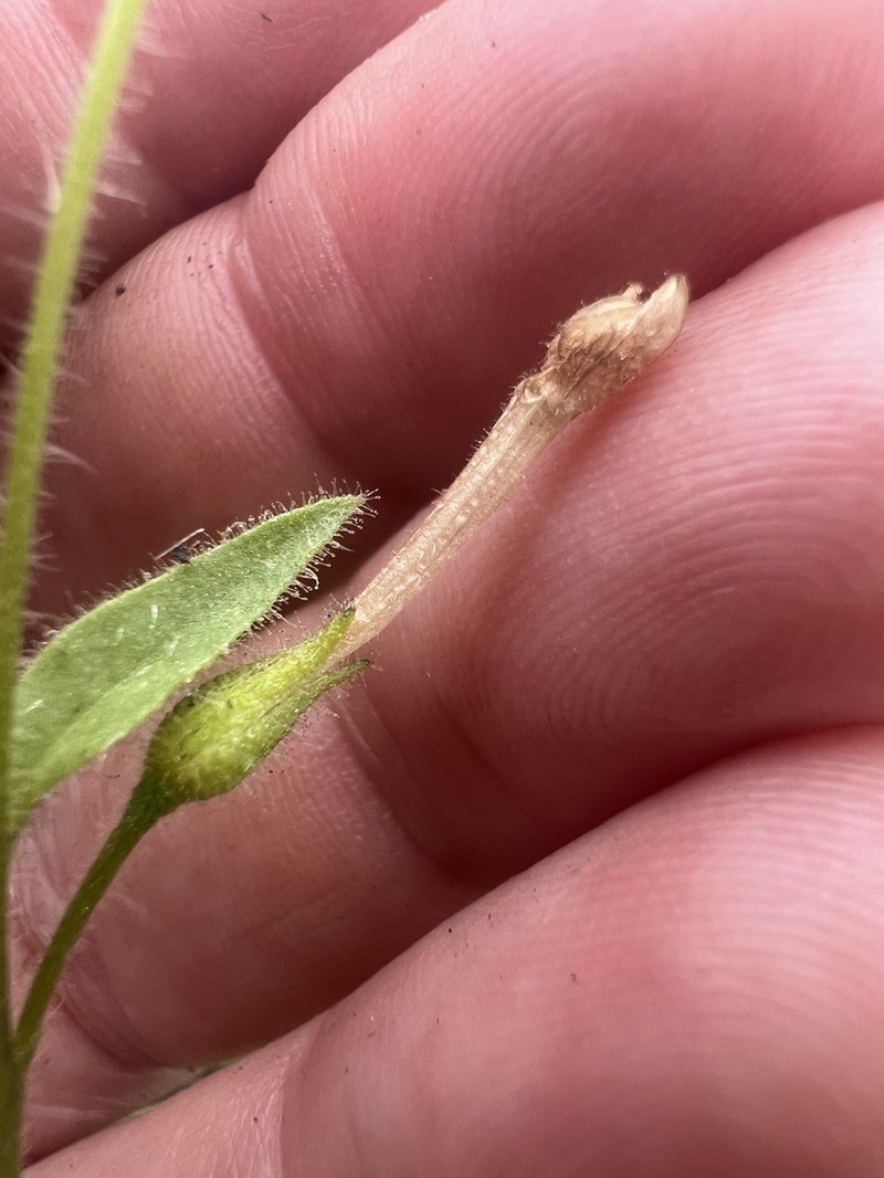 Cleveland's Tobacco photo 2
