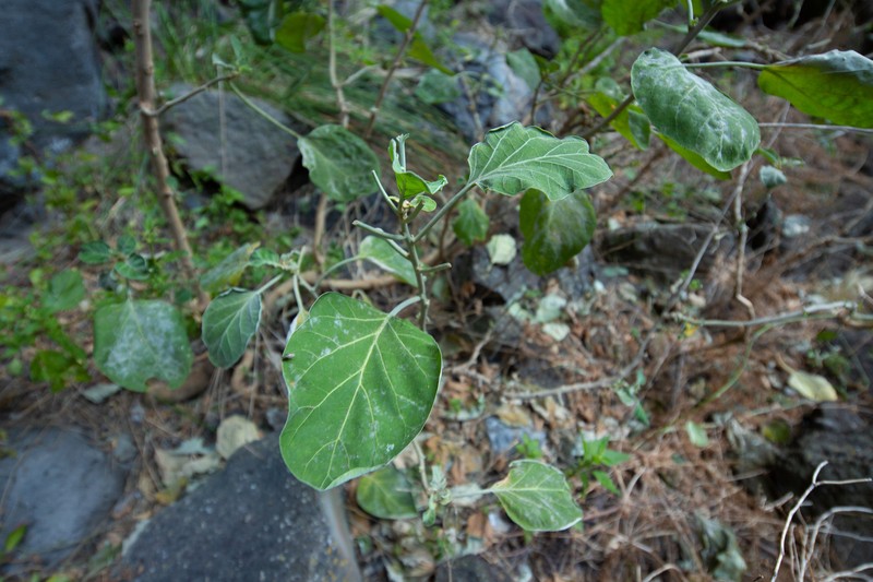 Nicotiana cordifolia subsp. cordifolia