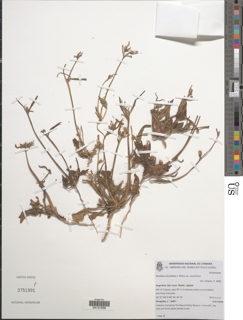 Nicotiana corymbosa var. corymbosa