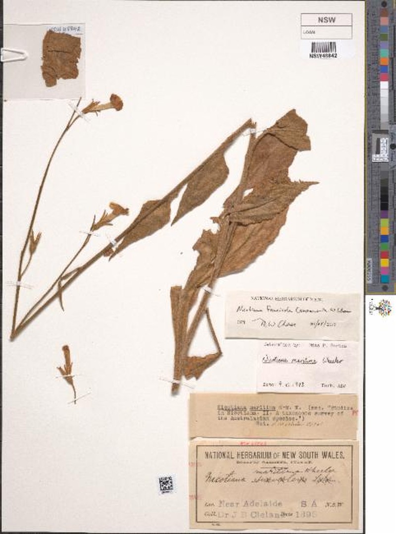 Nicotiana faucicola