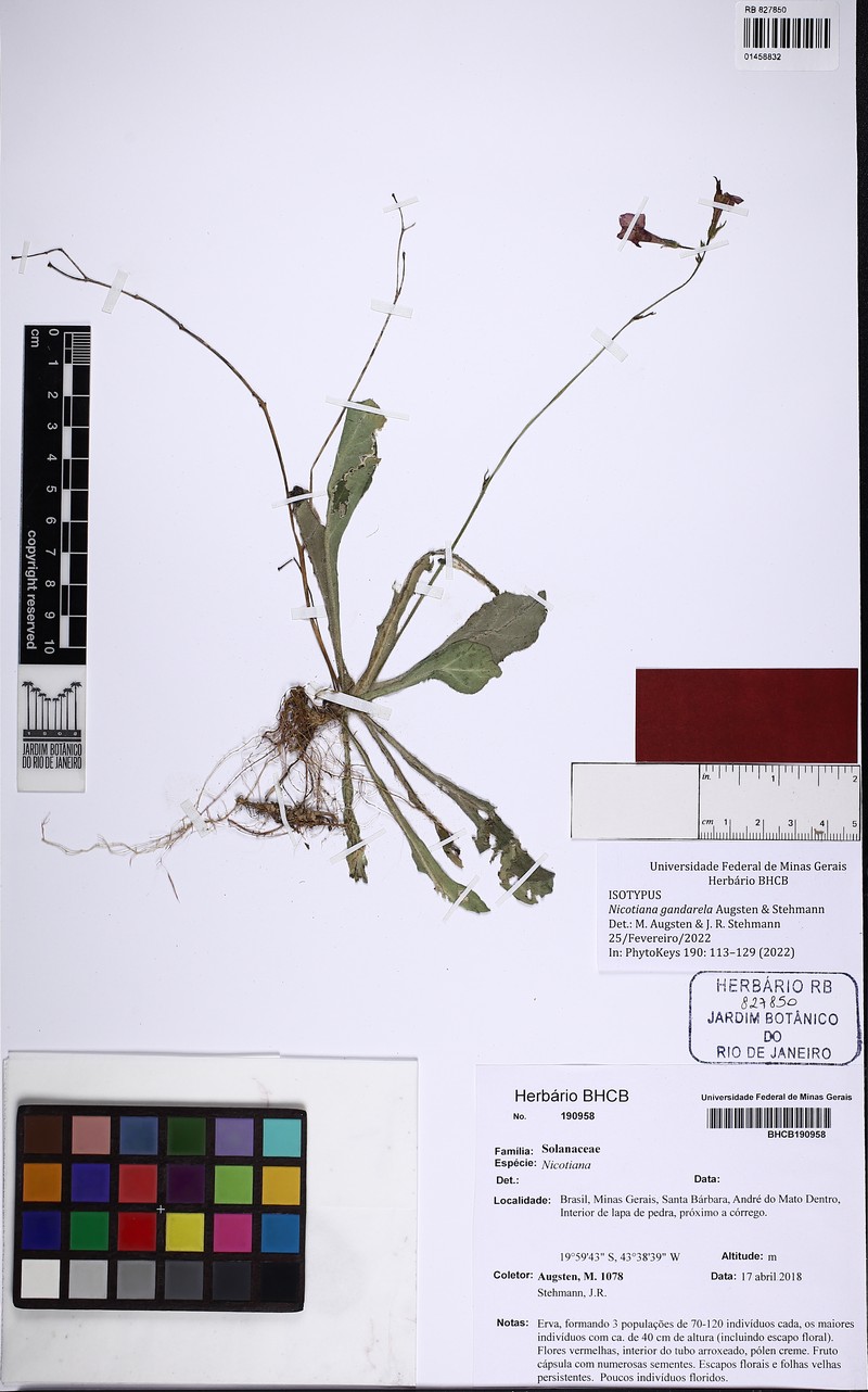 Nicotiana gandarela