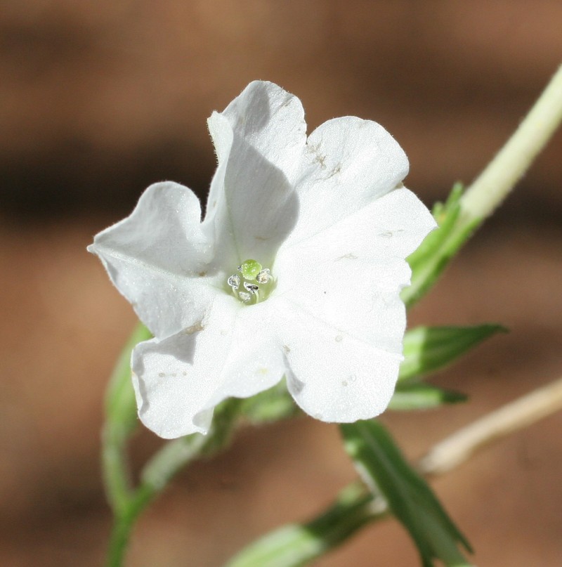 Nicotiana gascoynica photo 2