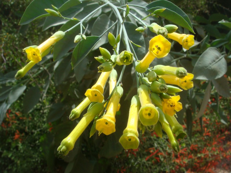 Tree Tobacco photo 5