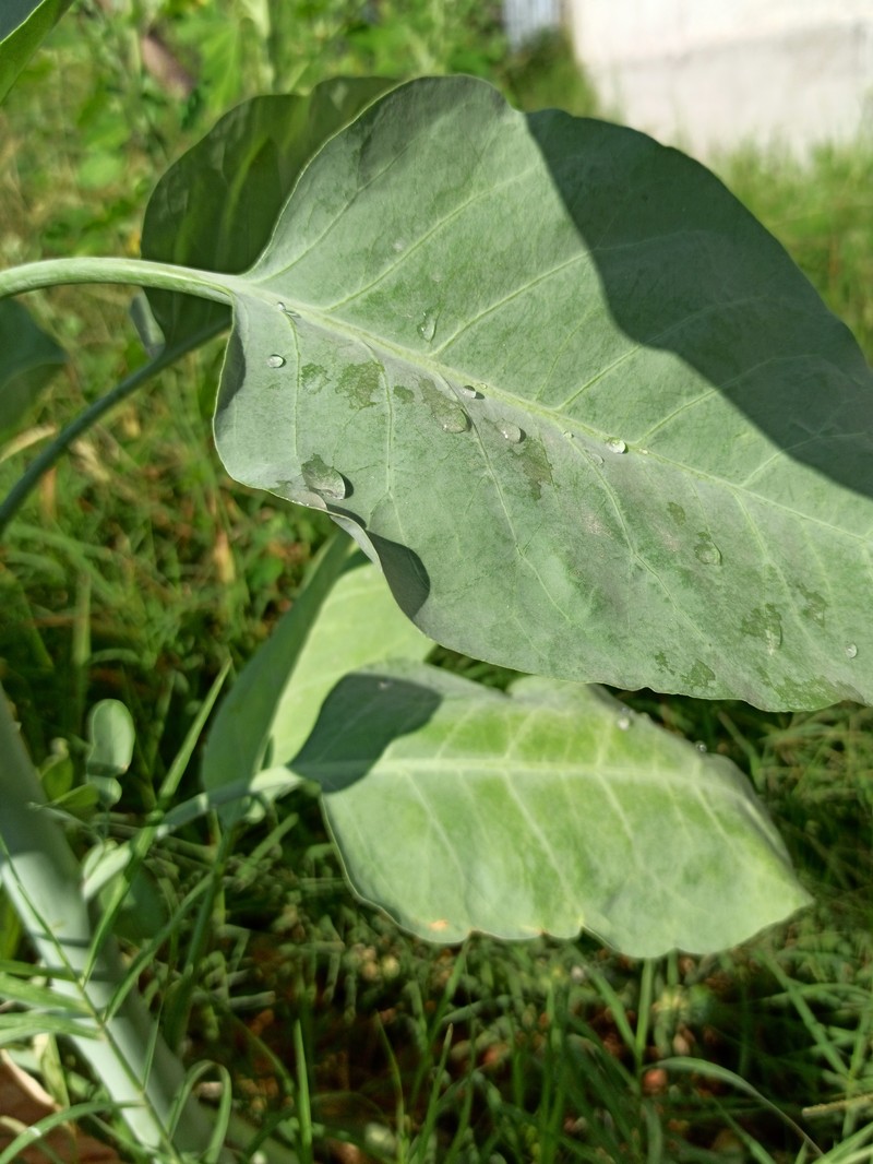 Tree Tobacco photo 2