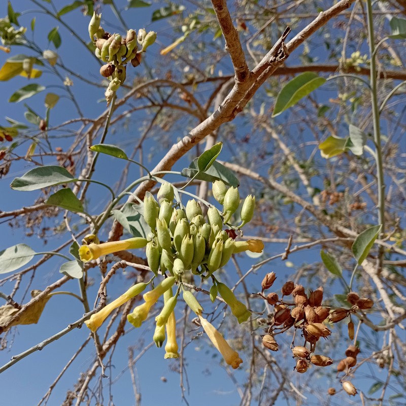 Tree Tobacco photo 3