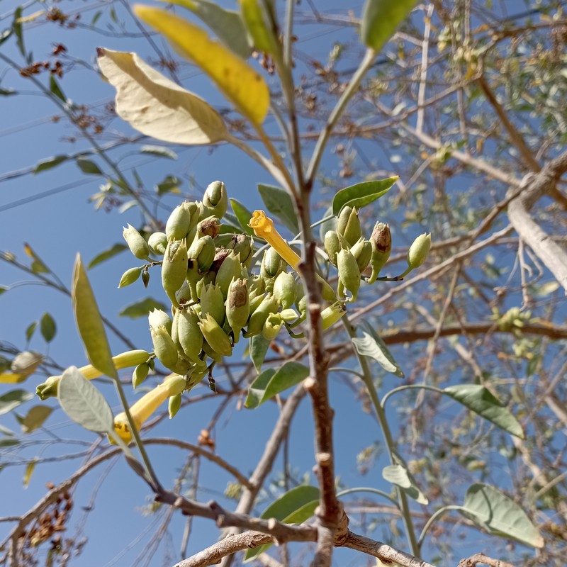 Tree Tobacco photo 4