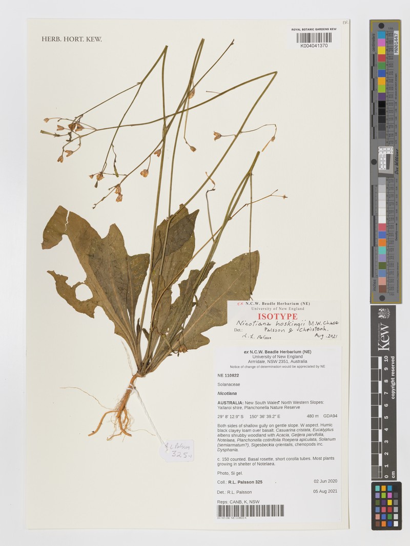 Nicotiana hoskingii