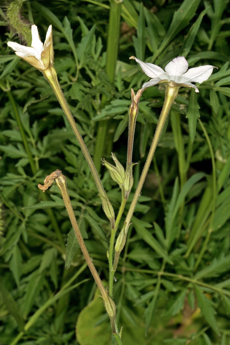 Longflower Tobacco photo 5