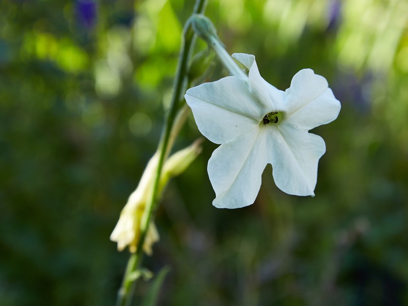 Longflower Tobacco photo 2