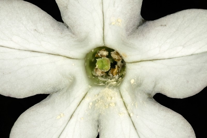 Longflower Tobacco photo 3
