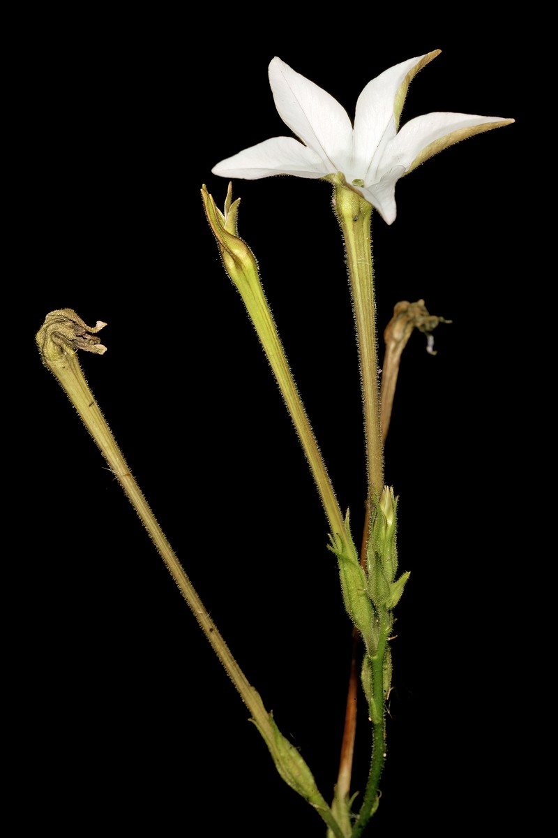 Longflower Tobacco photo 4