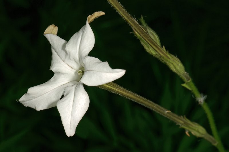 Longflower Tobacco photo 6