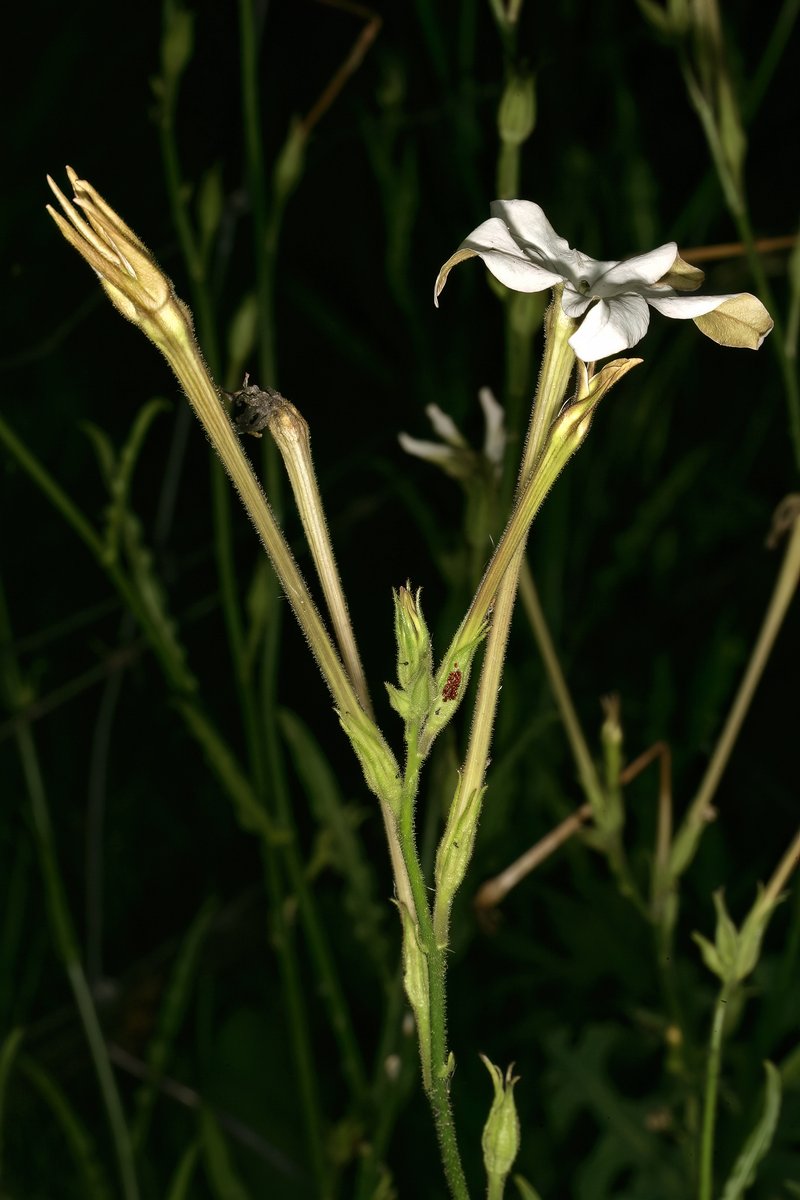 Longflower Tobacco photo 7