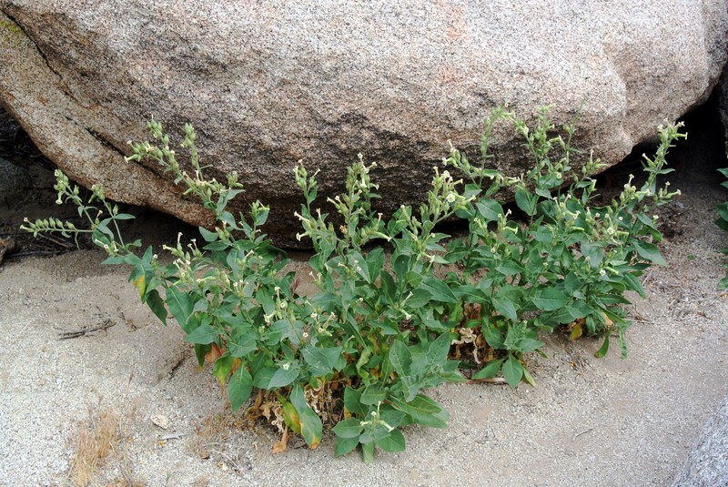 Desert Tobacco photo 2