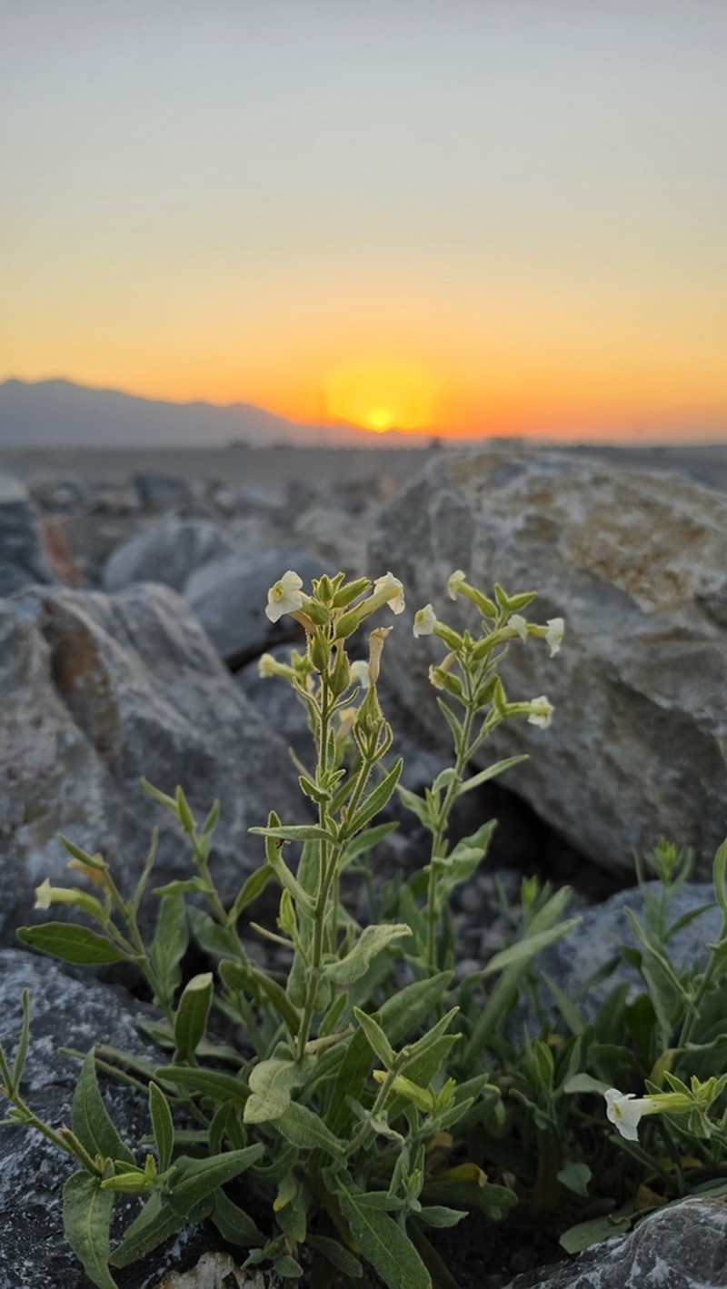 Desert Tobacco photo 3