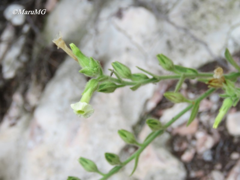 Desert Tobacco photo 4