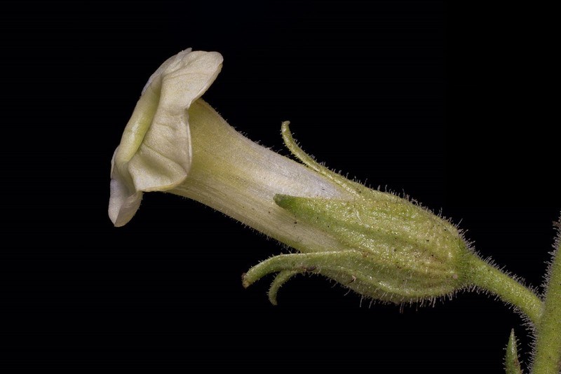 Desert Tobacco photo 5