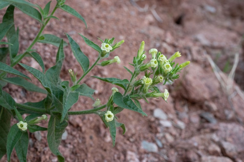 Desert Tobacco photo 6