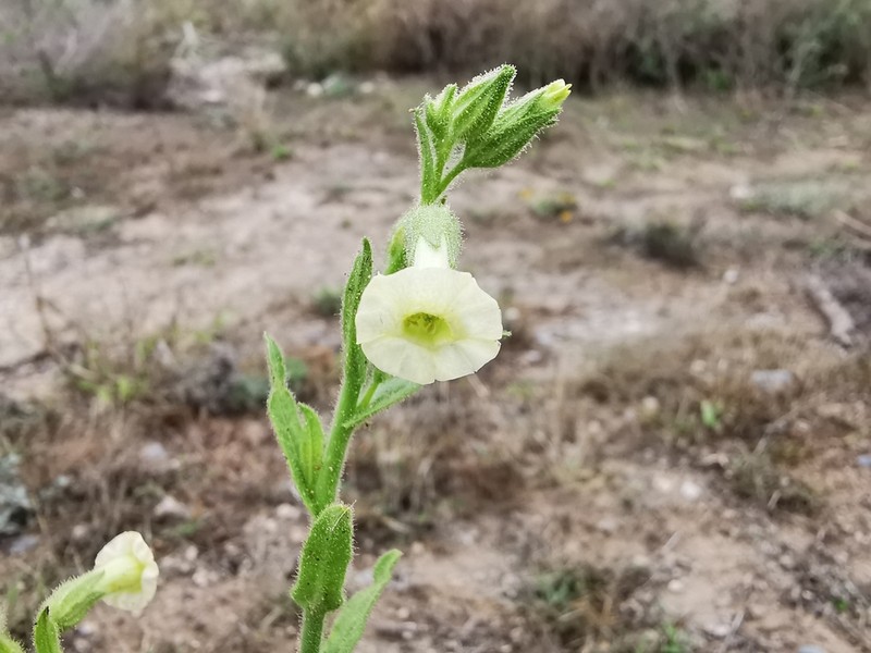 Desert Tobacco photo 7