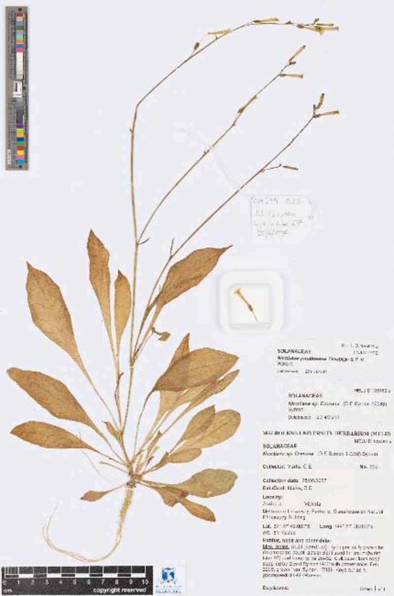 Nicotiana paulineana