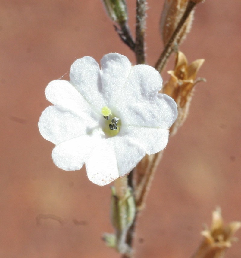 Nicotiana pila photo 2