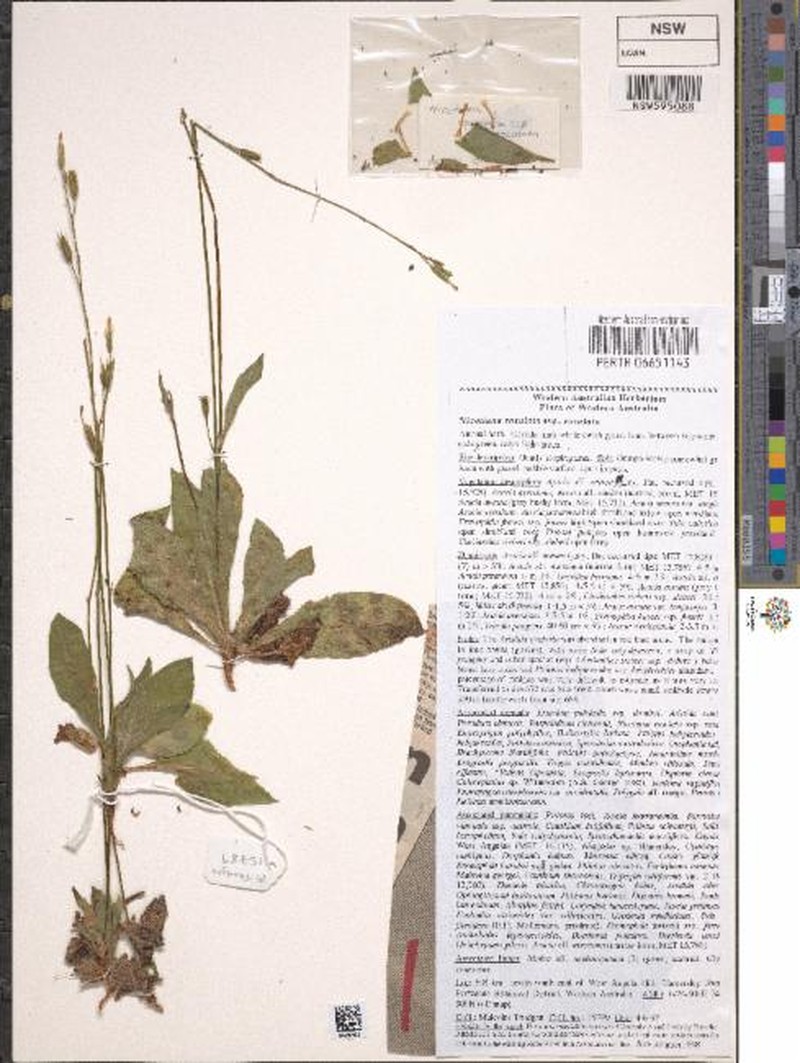 Nicotiana pila photo 3