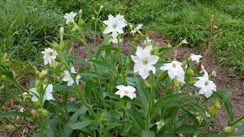 Indian Tobacco photo 2