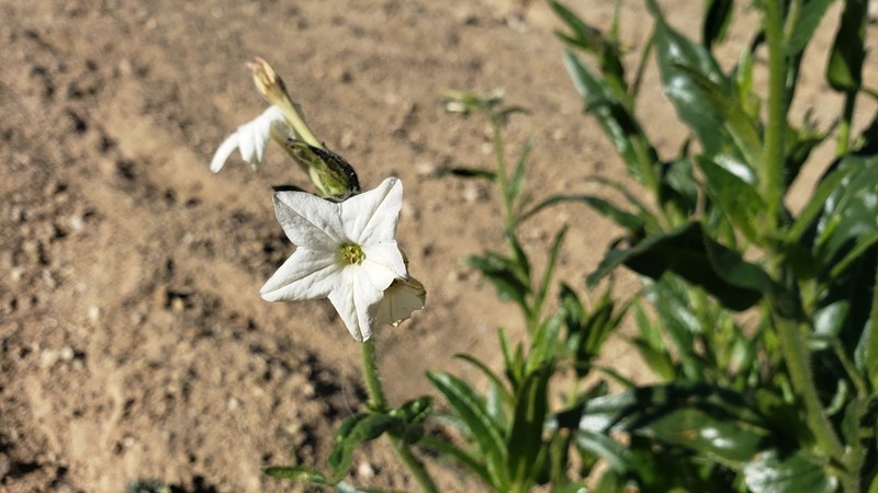 Indian Tobacco photo 3