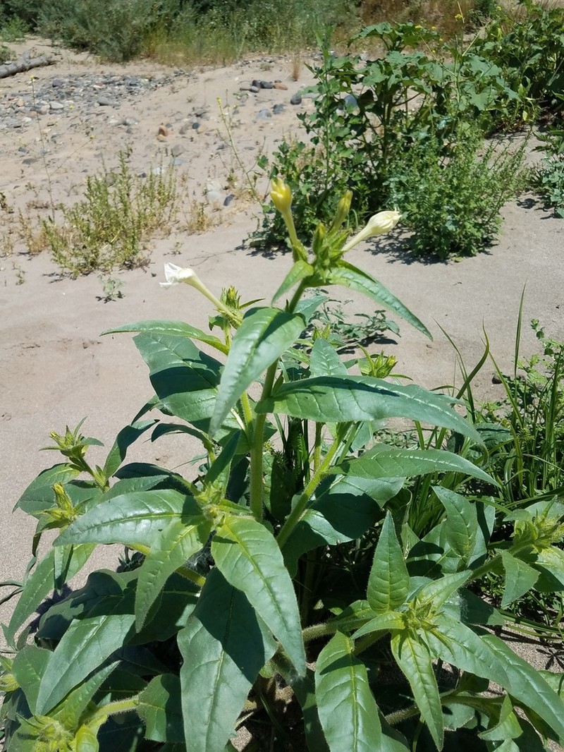 Indian Tobacco photo 4