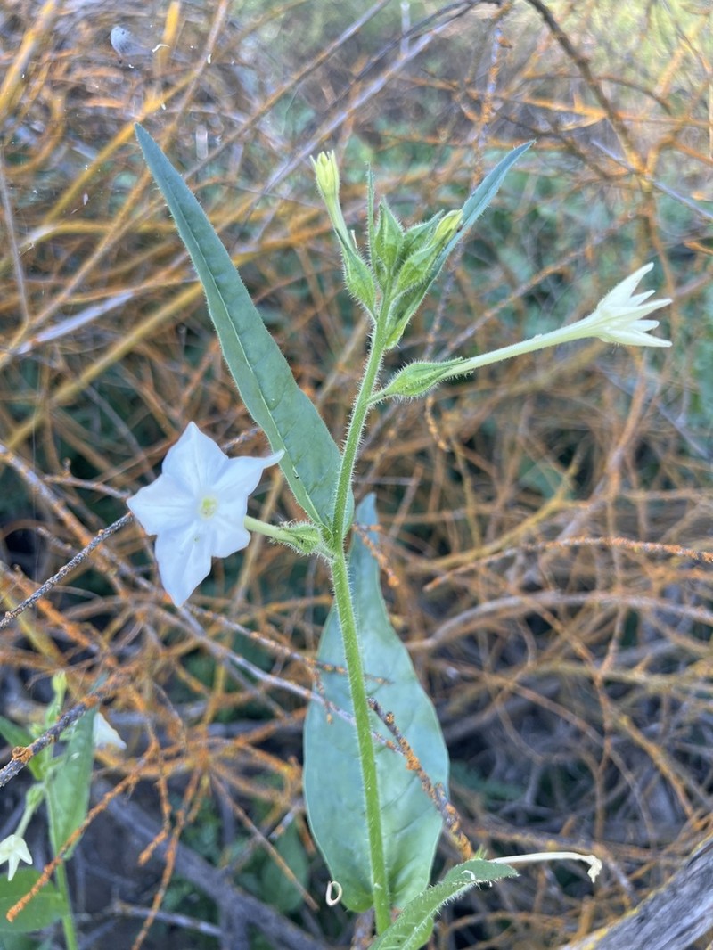 Indian Tobacco photo 7