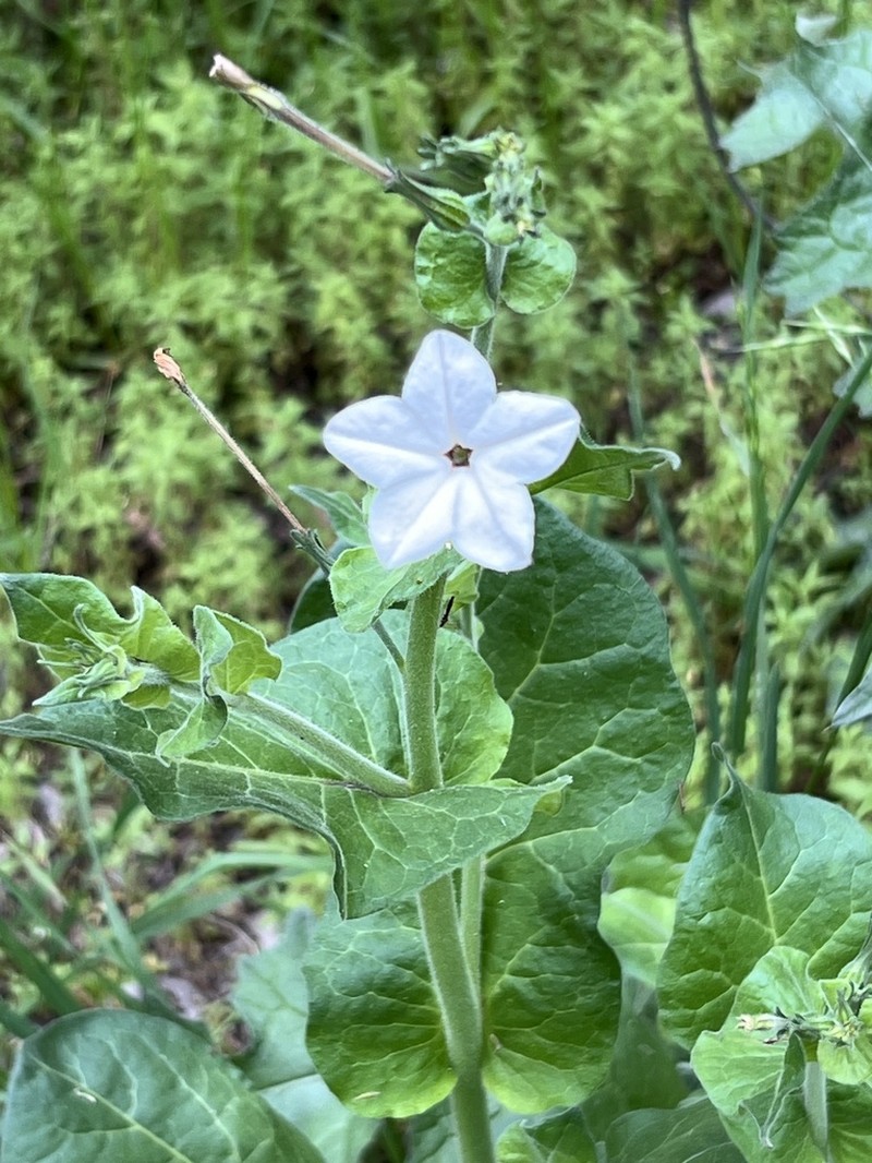 Fiddleleaf Tobacco