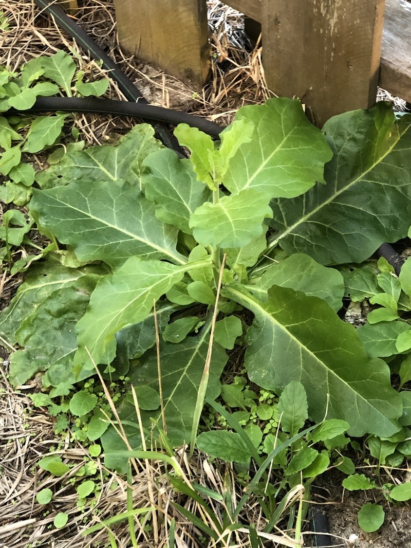 Fiddleleaf Tobacco photo 2
