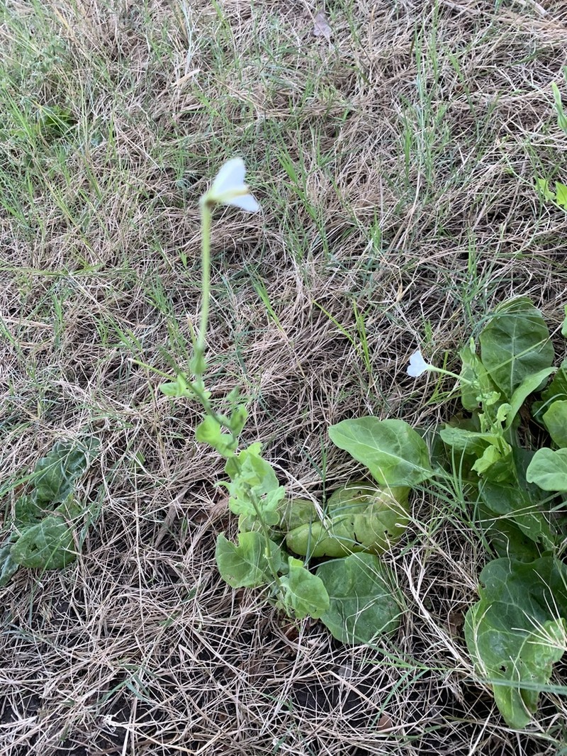 Fiddleleaf Tobacco photo 4