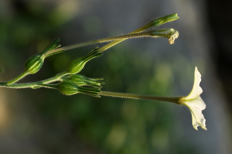 Fiddleleaf Tobacco photo 5