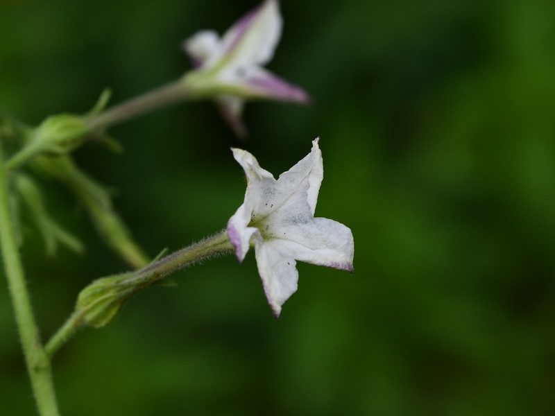 Fiddleleaf Tobacco photo 6