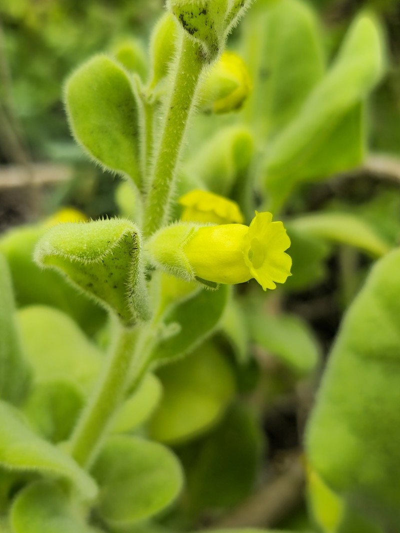 Nicotiana rupicola photo 2