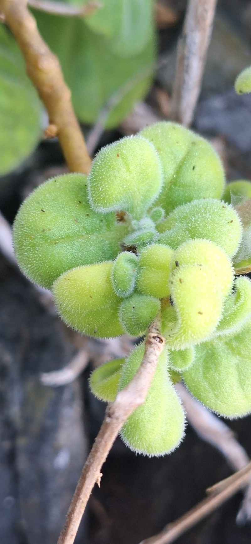 Nicotiana rupicola photo 5