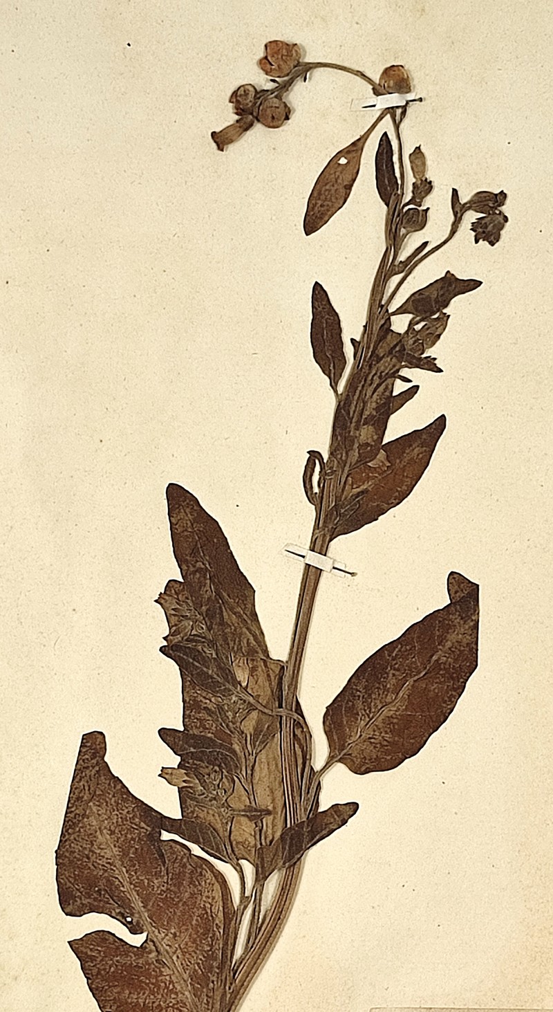Aztec Tobacco photo 2